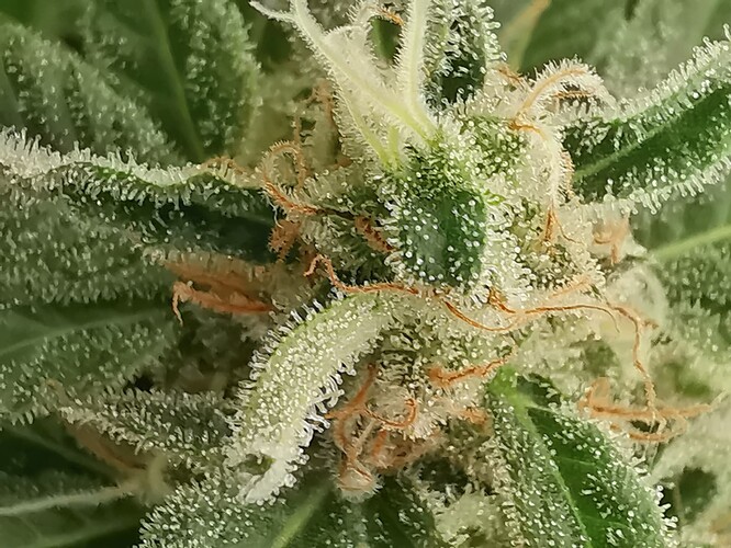 Growreport Bild 20