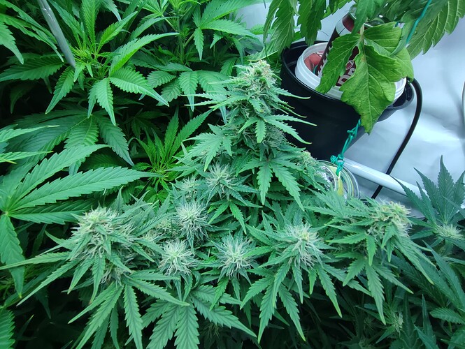 Growreport Bild 62