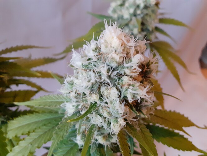 Growreport Bild 179
