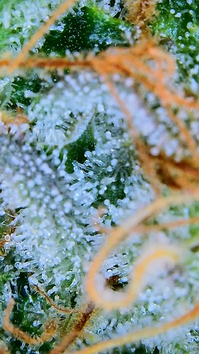 Growreport Bild 16