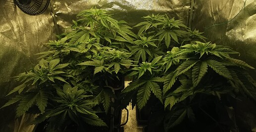 Growreport Bild 12