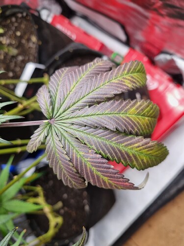 Growreport Bild 37