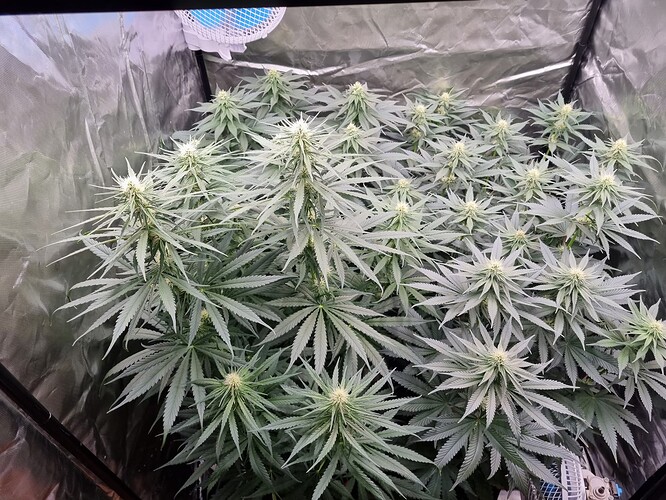 Growreport Bild 3