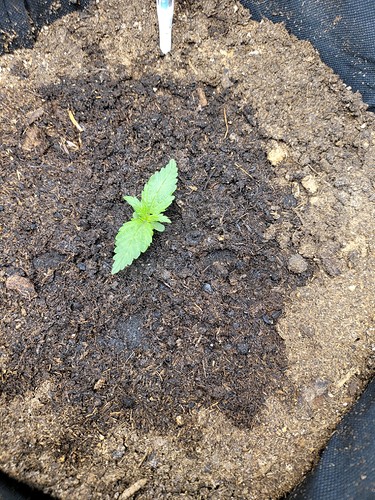 Growreport Bild 3