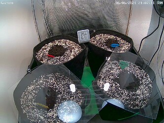 Garten-ch1 6.6.2021, 21-07-12