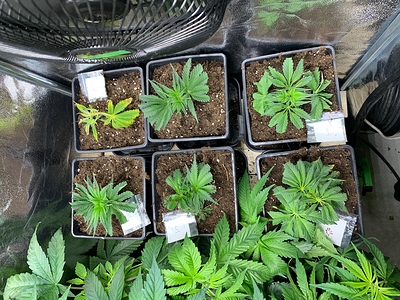Growreport Bild 17