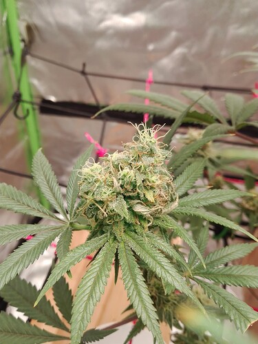 Growreport Bild 6