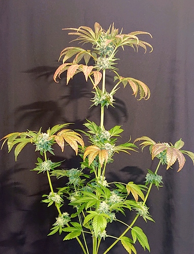 obscura1607808363190