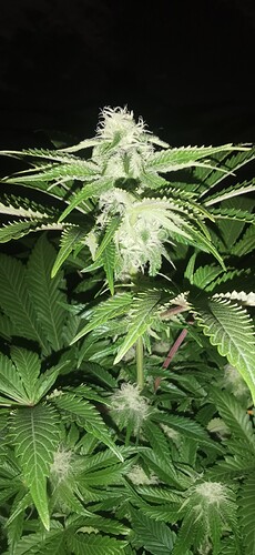 Growreport Bild 12