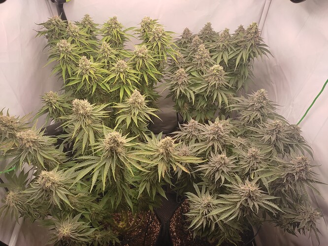 Growreport Bild 3