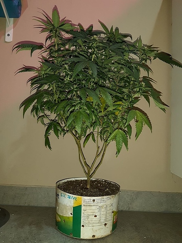 Growreport Bild 4
