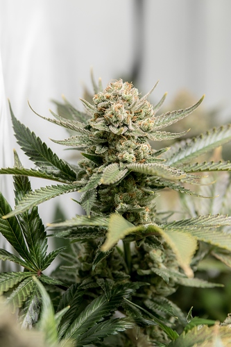 Growreport Bild 3