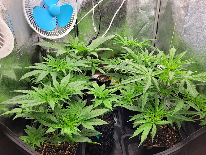 Growreport Bild 4