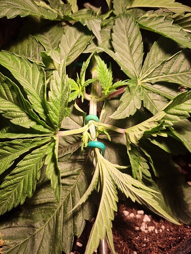 Growreport Bild 6