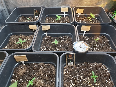 Growreport Bild 31
