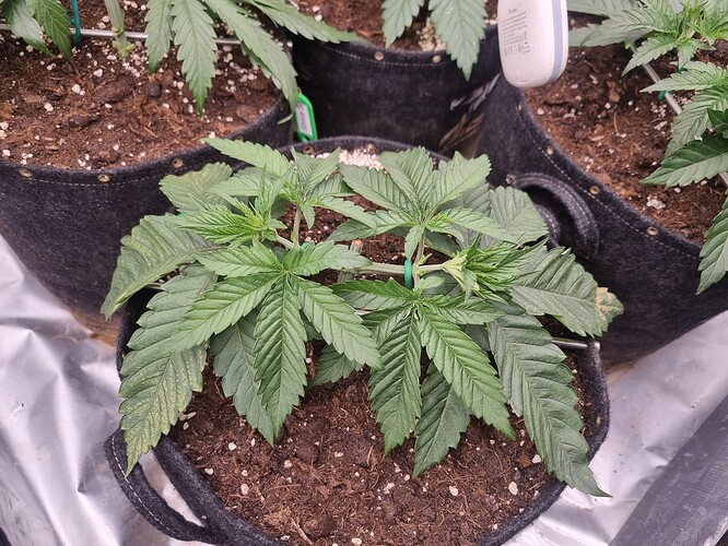 Growreport Bild 43