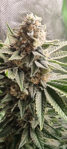 Growreport Bild 5