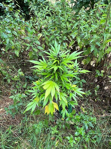 Growreport Bild 2