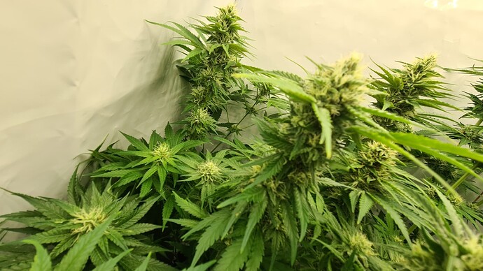 Growreport Bild 7
