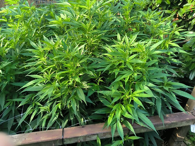 Growreport Bild 4