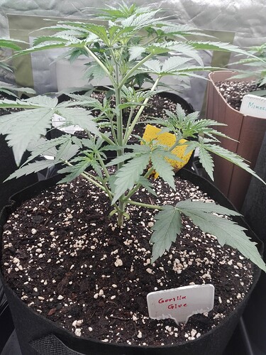 Growreport Bild 6