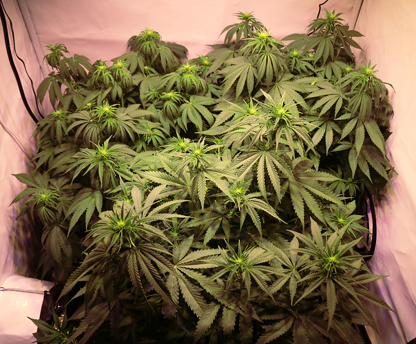 Growreport Bild 2