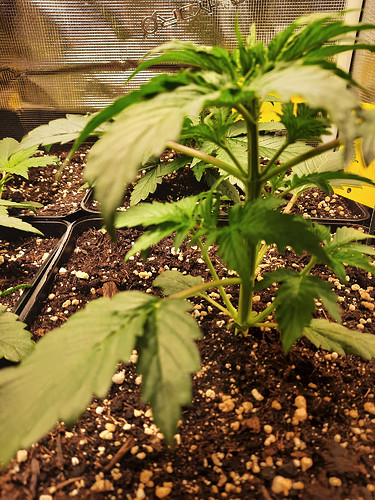 Growreport Bild 4