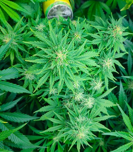 Growreport Bild 29