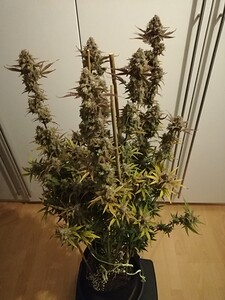 GG#2_240119-1