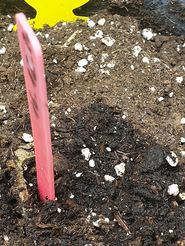 Growreport Bild 3