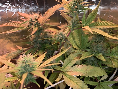 Growreport Bild 7