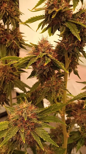Growreport Bild 18