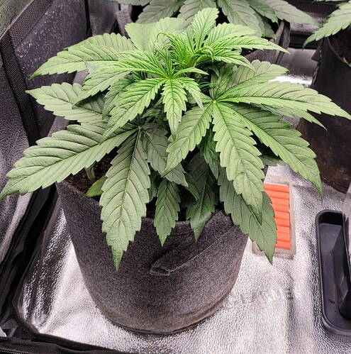 Growreport Bild 182