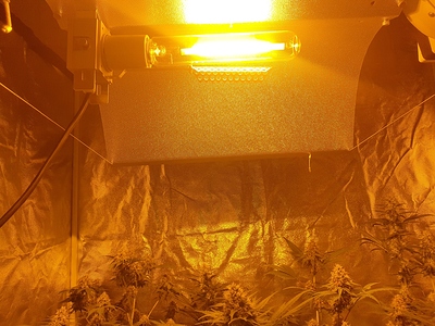Growreport Bild 20