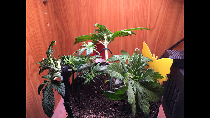 Growreport Bild 24