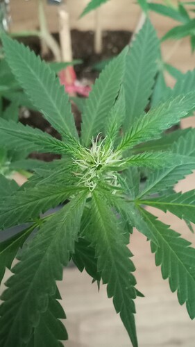 Growreport Bild 41
