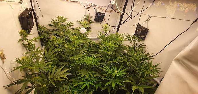 Growreport Bild 1