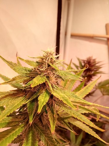 Growreport Bild 47