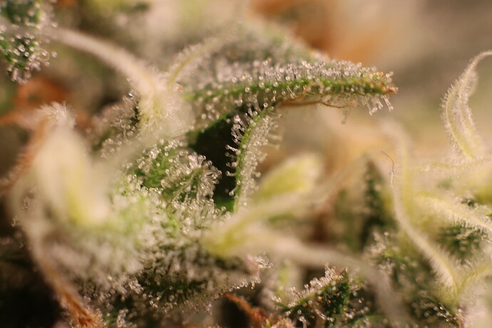 Growreport Bild 27