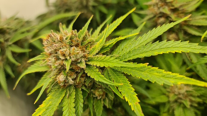 Growreport Bild 15