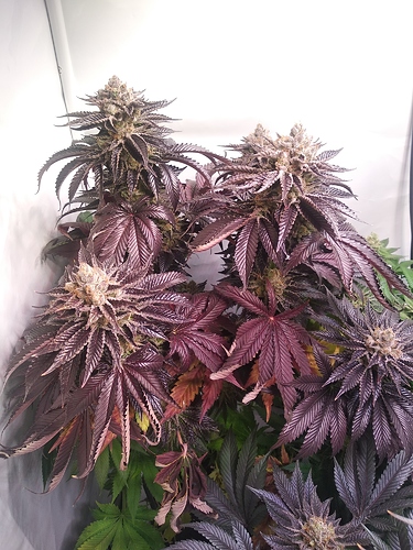 Growreport Bild 2