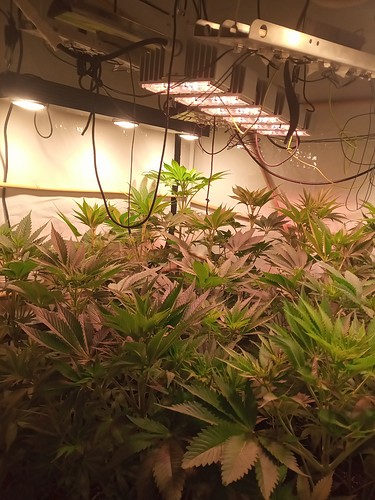 Growreport Bild 18