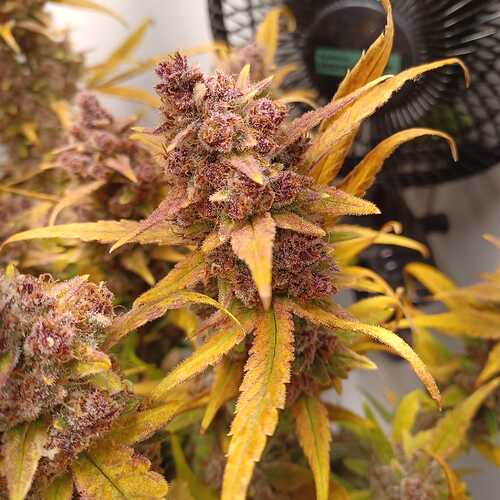 Growreport Bild 2