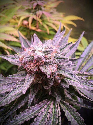Growreport Bild 5