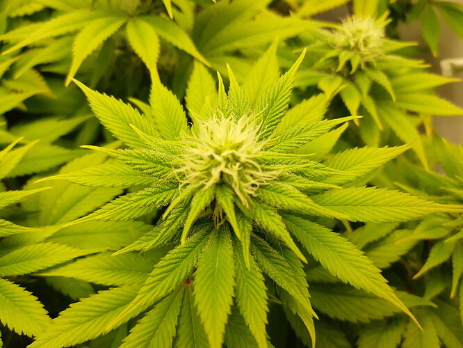 Growreport Bild 5