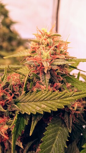 Growreport Bild 60