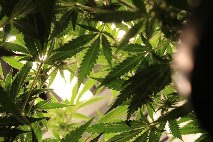 Growreport Bild 12