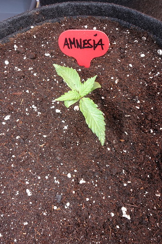 Growreport Bild 10