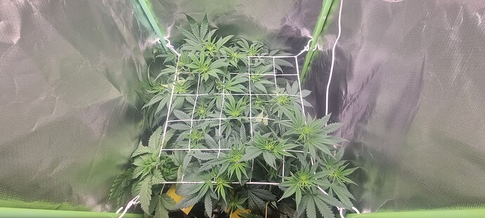 Growreport Bild 8