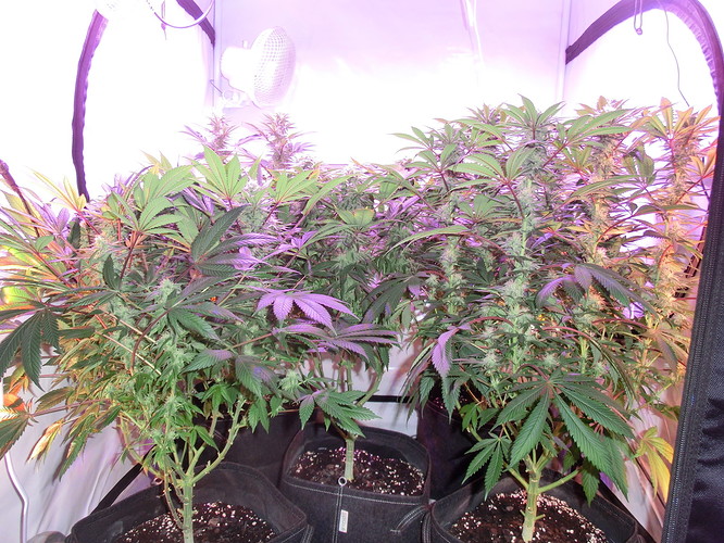 Growreport Bild 2